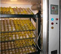 Egg Incubators